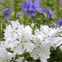 Примула Зибольда  (Primula sieboldii )