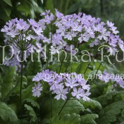 Примула Зибольда Kumor (Primula sieboldii Kumor)