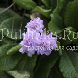 Примула Quakers Bonnet (Primula Quakers Bonnet)