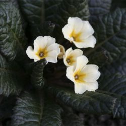 Примула Claddagh (Primula Claddagh)