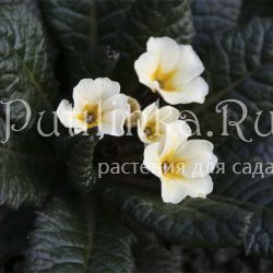 Примула Claddagh (Primula Claddagh)