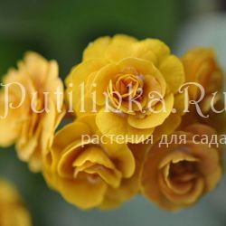 Примула ушковая Jupp (Primula auricula Jupp)