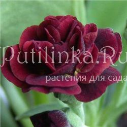 Примула ушковая Crimson Glow (Primula auricula Crimson Glow)