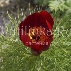 Пион тонколистный (Paeonia tenuifolia)