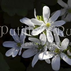 Печеночница Трансильванская Alba (Hepatica transsilvanica alba)