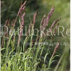 Перловник высокий Atropurpurea (Melica altissima  Atropurpurea)