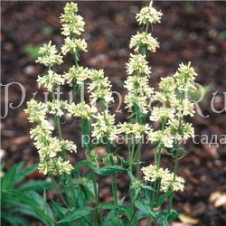 Пенстемон скученный (Penstemon confertus)