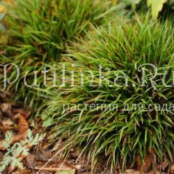 Ожика волосистая Igel (Lusula pilosa Igel)