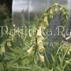 Наперстянка желтая (Digitalis lutea)