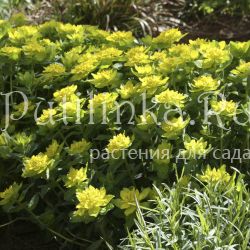 Молочай многоцветный (Euphorbia polychroma)