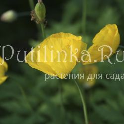 Меконопсис кембрийский желтый (Meconopsis cambrica)