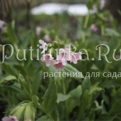 Медуница неясная розовая (Pulmonaria obscura Rosea)