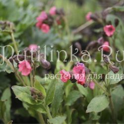 Медуница неясная красная (Pulmonaria obscura Rubra)