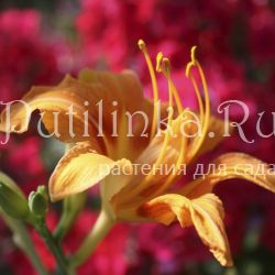 Лилейник Kwanso Variegata (Hemerocallis Kwanso Variegata)