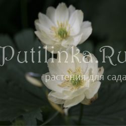 Купальница  Alebastr (Trollius Alebastr)