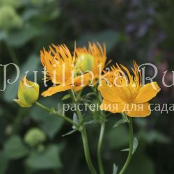 Купальница китайская (Trollius chinensis)