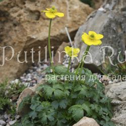 Купальница карликовая (Trollius pumilus)