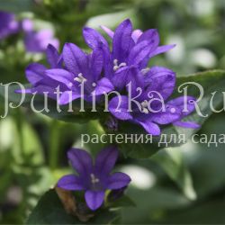 Колокольчик скученный (Campanula glomerata) 1