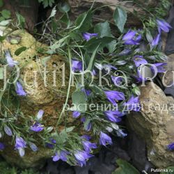 Колокольчик Кемулярии (Campanula kemulariae)