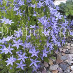 Колокольчик гарганский (Campanula garganica)