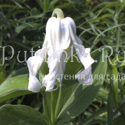 Клематис цельнолистный Hakurei (Clematis integrifolia Hakurei)