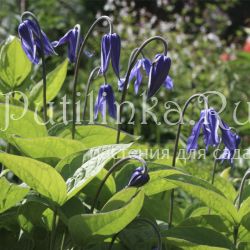 Клематис цельнолистный (Clematis integrifolia)