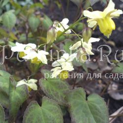 Горянка разноцветная Sulphureum (Epimedium x versicolor Sulphureum)