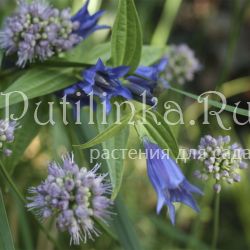 Горечавка ластовневая (Gentiana asclepiadea)