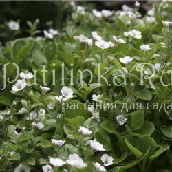 Гипсофила ясколковидная (Gypsophila cerastioides)