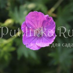 Герань пепельная Rothbury Gem (Geranium cinereum Rothbury Gem)