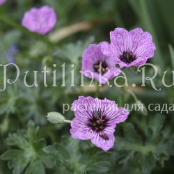 Герань пепельная Laurence Flatman (Geranium cinereum Laurence Flatman)