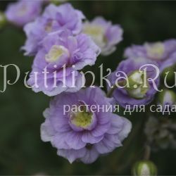 Герань луговая Summer Skies (Geranium pratense Summer Skies)