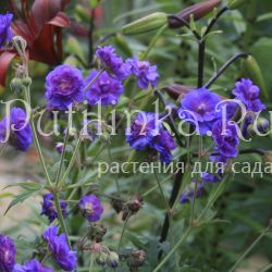 Герань луговая Plenum Violaceum (Geranium pratense Plenum Violaceum)